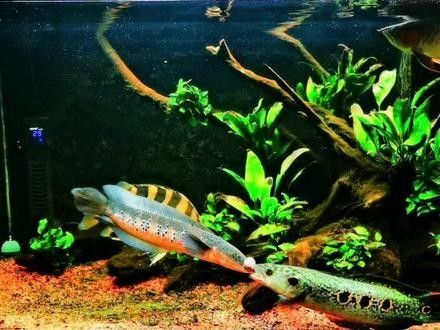 如何降低雷龍魚和紅龍魚的爭斗（如何降低雷龍魚和紅龍魚的爭斗問題） 如何降低雷龍魚和紅龍魚的爭斗（如何降低雷龍魚和紅龍魚的爭斗問題） 龍魚百科 第15張