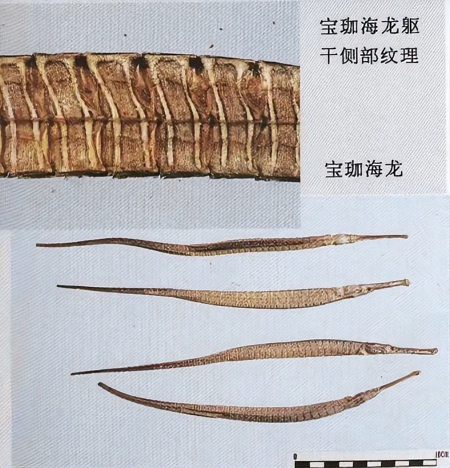 如何區(qū)分刺海龍與其他海龍科動物（刺海龍與其他海龍科動物的繁殖特征和分類依據可通過）