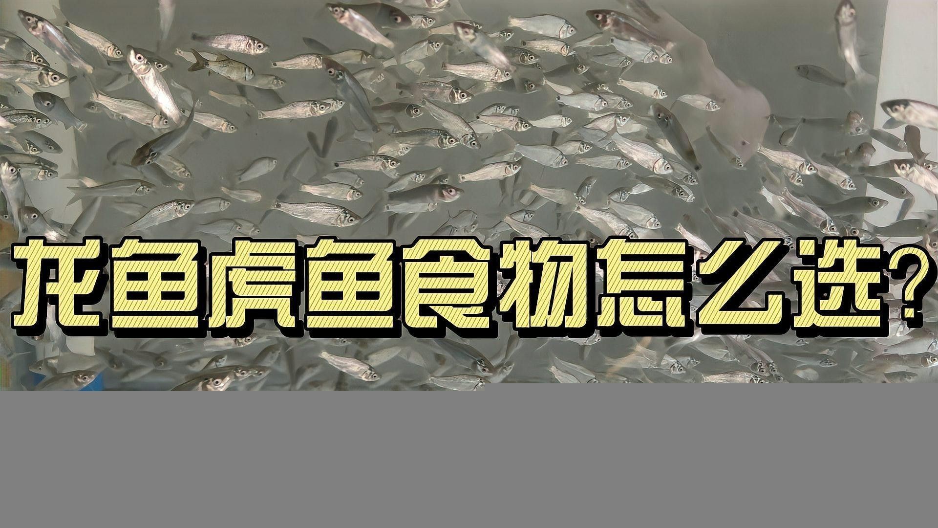 龍魚和虎魚的最佳飼料是什么