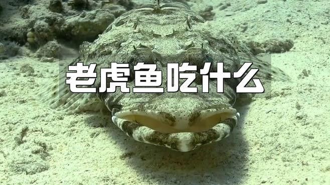 龍魚和虎魚的最佳飼料是什么
