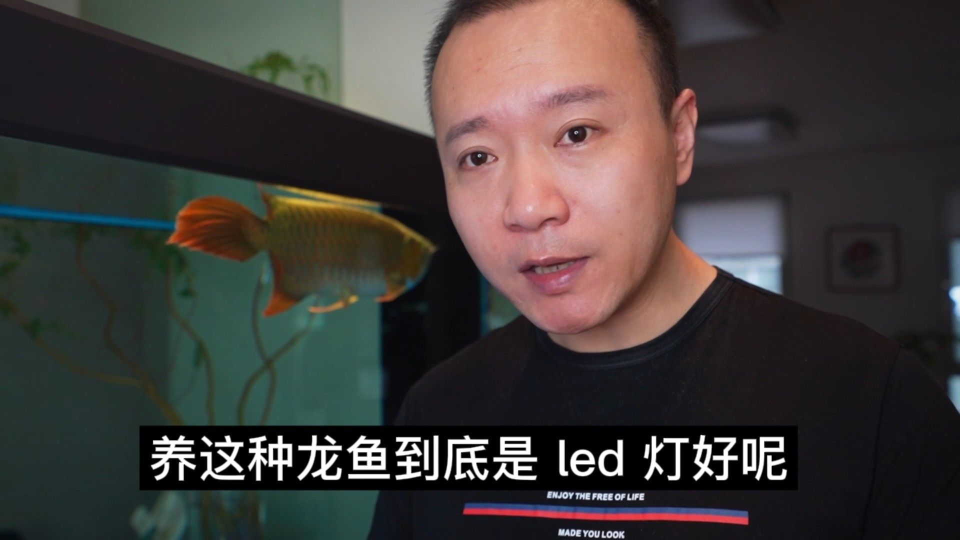 如何挑選適合龍魚的LED燈