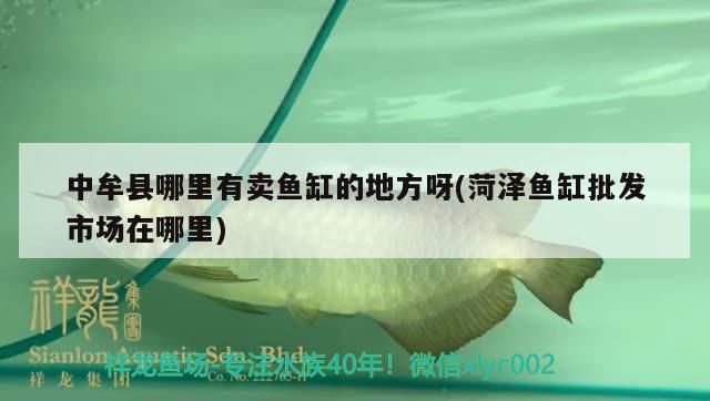 <strong><mark>中牟</mark></strong>縣哪里有賣魚缸的地方呀(菏澤魚缸批發(fā)市場(chǎng)在哪里)