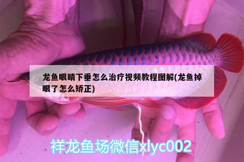 二十公分的金龍魚多少錢一條（觀賞魚金龍魚多少錢一條） 二十公分的金龍魚多少錢一條（觀賞魚金龍魚多少錢一條） 觀賞魚百科