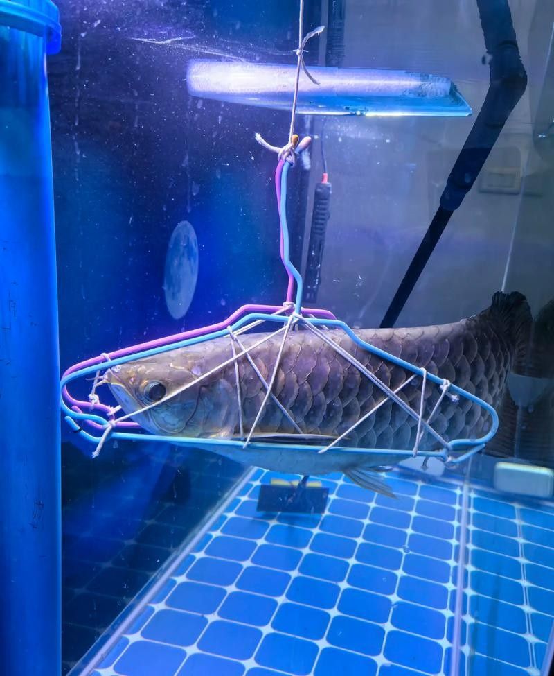 大理州哪個水族館龍魚好？祥龍魚場龍魚（大理州祥龍魚場）