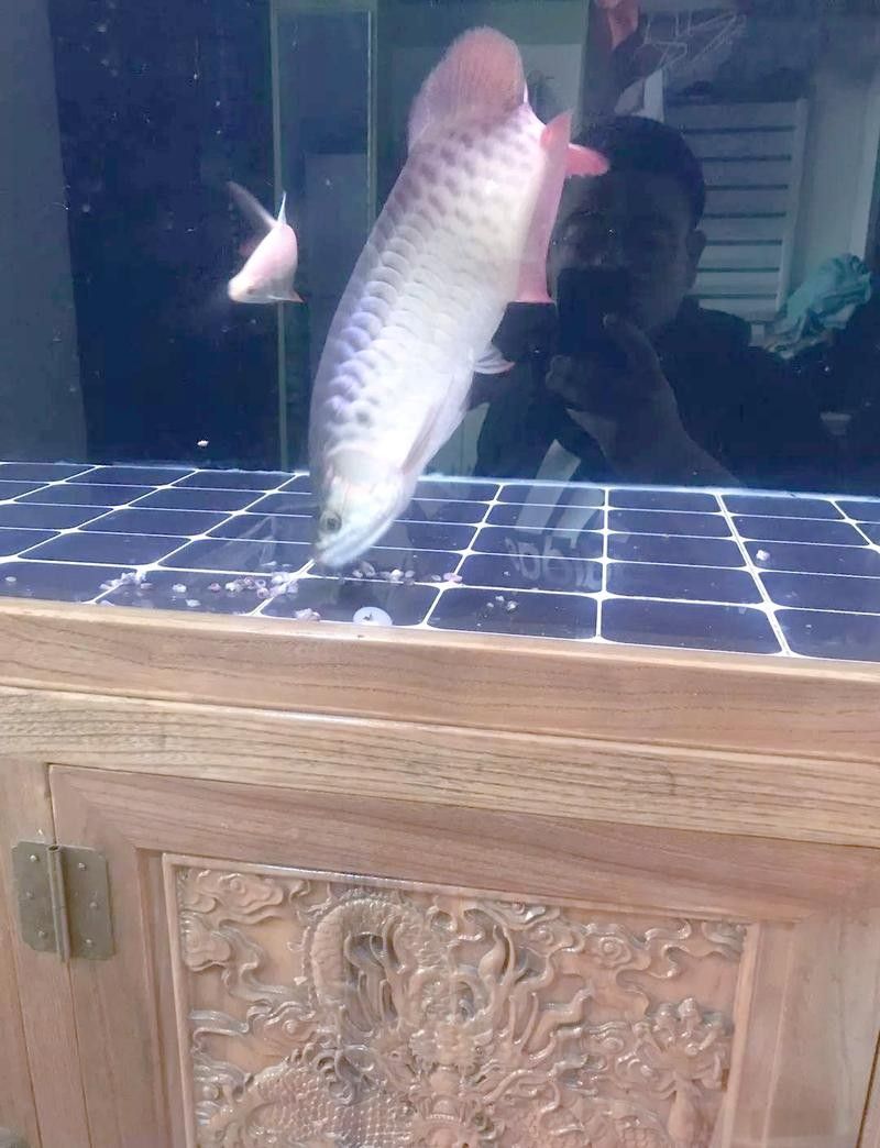 大理州哪個水族館龍魚好？祥龍魚場龍魚（大理州祥龍魚場）