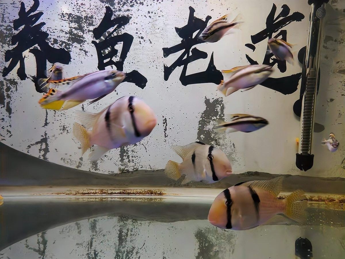 龍魚缸背景圖多久換一次（魚缸背景圖更換頻率取決于多個因素，龍魚缸背景圖更換頻率取決于多個因素）