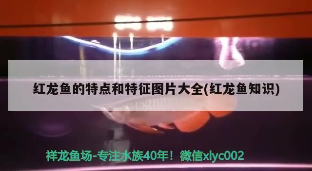 紅龍魚的特點(diǎn)和特征圖片大全(紅龍魚知識(shí))