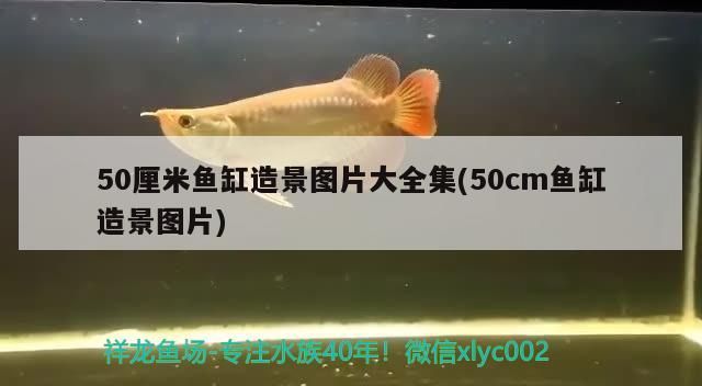 50厘米魚缸造景圖片大全集(50cm魚缸造景圖片) 50厘米魚缸造景圖片大全集(50cm魚缸造景圖片) 觀賞魚百科