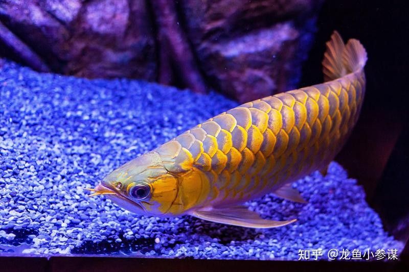 金點龍魚適合新手嗎？