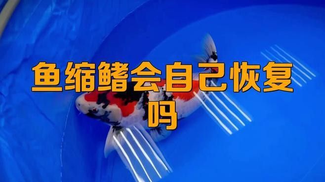 金龍魚縮尾鰭能自愈嗎