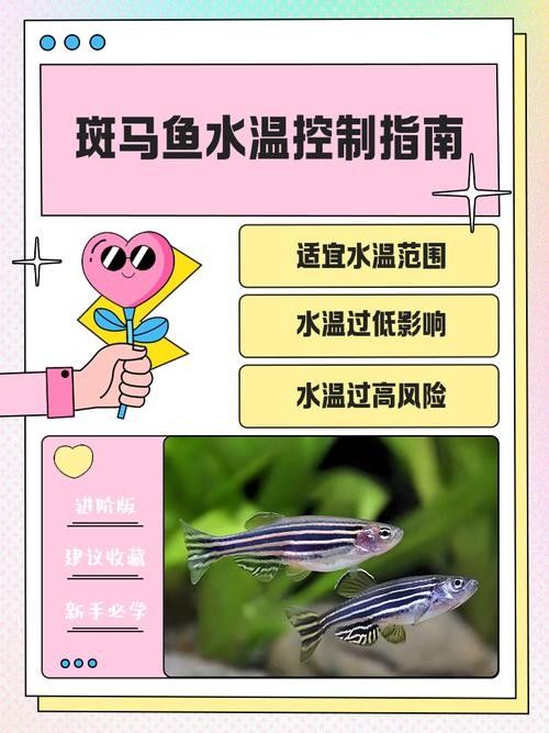 哪種雷龍魚與虎斑恐龍魚混養最佳（虎斑恐龍魚和虎斑恐龍魚混養時需要考慮以下幾點）