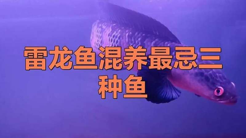 哪種雷龍魚與虎斑恐龍魚混養最佳（虎斑恐龍魚和虎斑恐龍魚混養時需要考慮以下幾點）
