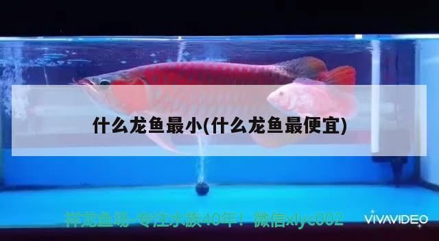 什么龍魚最小(什么龍魚最便宜)