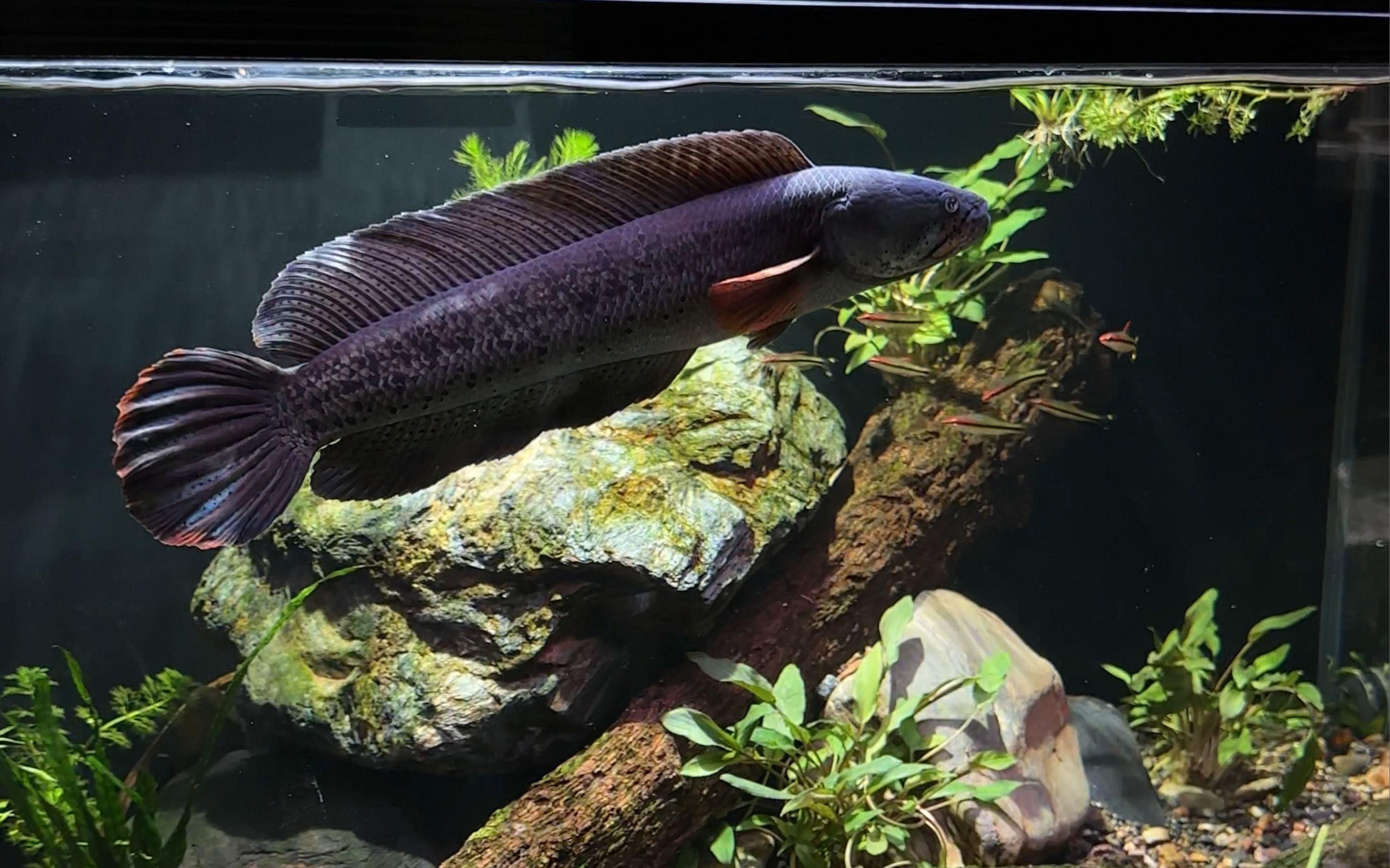 魚缸水發白霧蒙蒙的怎么解決（嗶哩嗶哩魚缸水發白霧蒙蒙的怎么解決）
