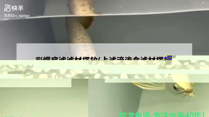 紅龍魚(yú)市場(chǎng)價(jià)多少錢(qián)一只(紅龍魚(yú)市場(chǎng)價(jià)多少錢(qián)一斤)