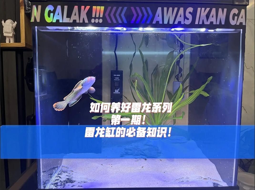 如何預防雷龍魚爛尾