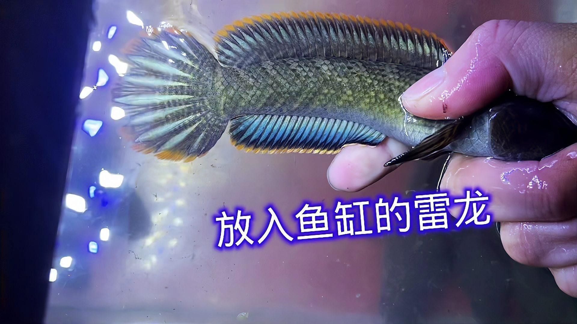 如何預防雷龍魚爛尾