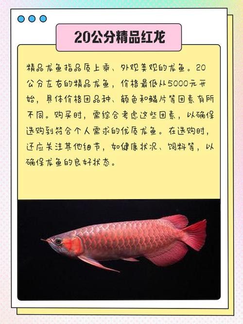 紅龍魚不同品種的價格差異大嗎（紅龍魚價格2688貴嗎廣州龍魚祥龍魚祥龍魚場） 紅龍魚不同品種的價格差異大嗎（紅龍魚價格2688貴嗎廣州龍魚祥龍魚祥龍魚場） 龍魚百科 第8張