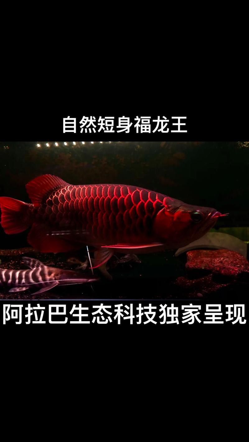 紅龍魚不同品種的價格差異大嗎（紅龍魚價格2688貴嗎廣州龍魚祥龍魚祥龍魚場） 紅龍魚不同品種的價格差異大嗎（紅龍魚價格2688貴嗎廣州龍魚祥龍魚祥龍魚場） 龍魚百科 第9張