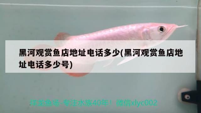 <strong><mark>黑河</mark></strong>觀賞魚店地址電話多少(<strong><mark>黑河</mark></strong>觀賞魚店地址電話多少號)