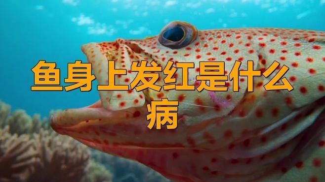 如何預防曼龍魚紅斑??？