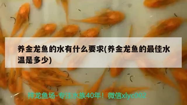 養金龍魚的水有什么要求(養金龍魚的最佳水溫是多少)