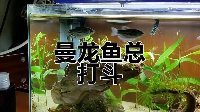 曼龍魚打架時怎么辦？（招財魚海慶愛玩水曼龍魚打架怎么解決曼龍魚打架問題）