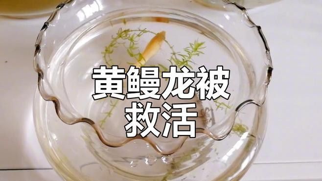 曼龍魚打架時怎么辦？（招財魚海慶愛玩水曼龍魚打架怎么解決曼龍魚打架問題）