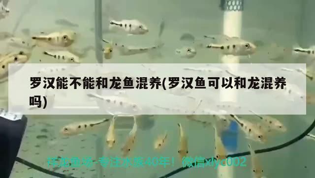 羅漢能不能和龍魚混養(羅漢魚可以和龍混養嗎)（羅漢能不能和龍魚混養） 羅漢能不能和龍魚混養(羅漢魚可以和龍混養嗎)（羅漢能不能和龍魚混養） 觀賞魚百科