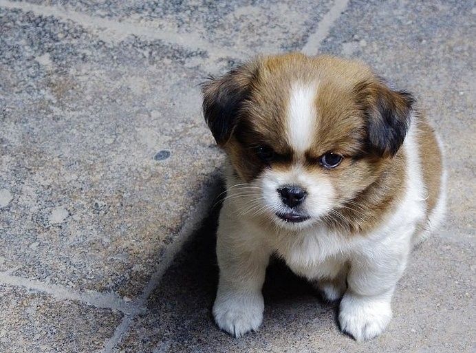 有哪些適合紅龍犬的社交游戲？（5種適合紅龍犬的社交游戲）