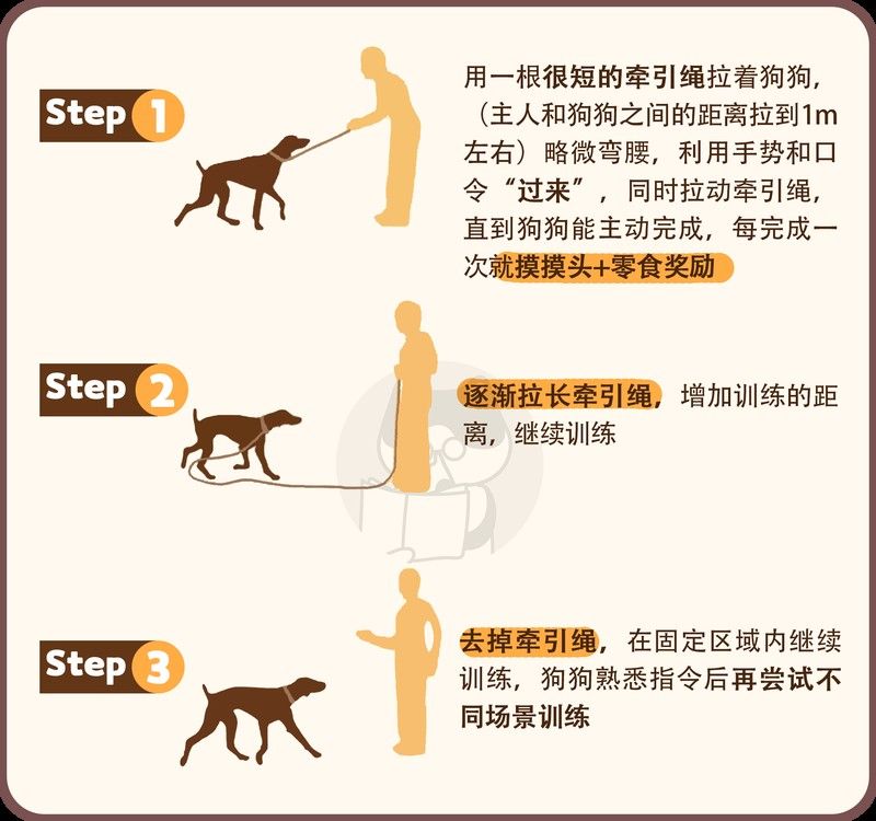 有哪些適合紅龍犬的社交游戲？（5種適合紅龍犬的社交游戲）