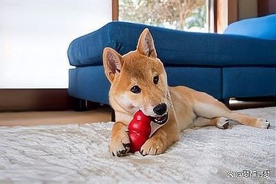 有哪些適合紅龍犬的社交游戲？（5種適合紅龍犬的社交游戲）