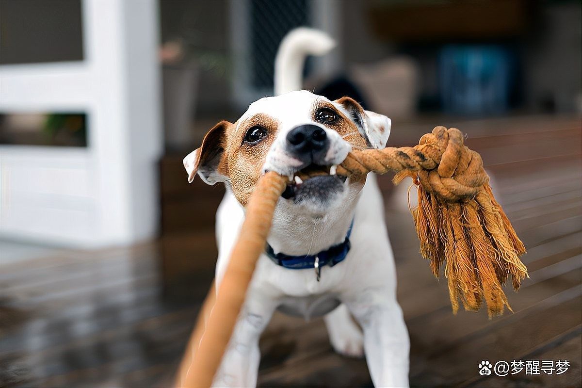 有哪些適合紅龍犬的社交游戲？（5種適合紅龍犬的社交游戲）