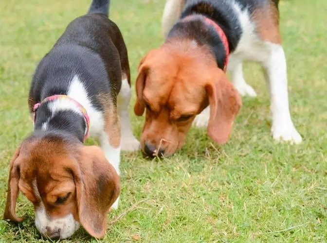 有哪些適合紅龍犬的社交游戲？（5種適合紅龍犬的社交游戲）