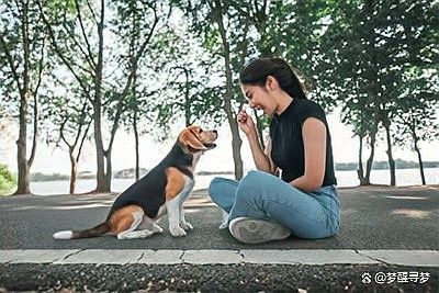 有哪些適合紅龍犬的社交游戲？（5種適合紅龍犬的社交游戲）