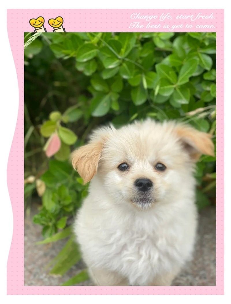 有哪些適合紅龍犬的社交游戲？（5種適合紅龍犬的社交游戲）