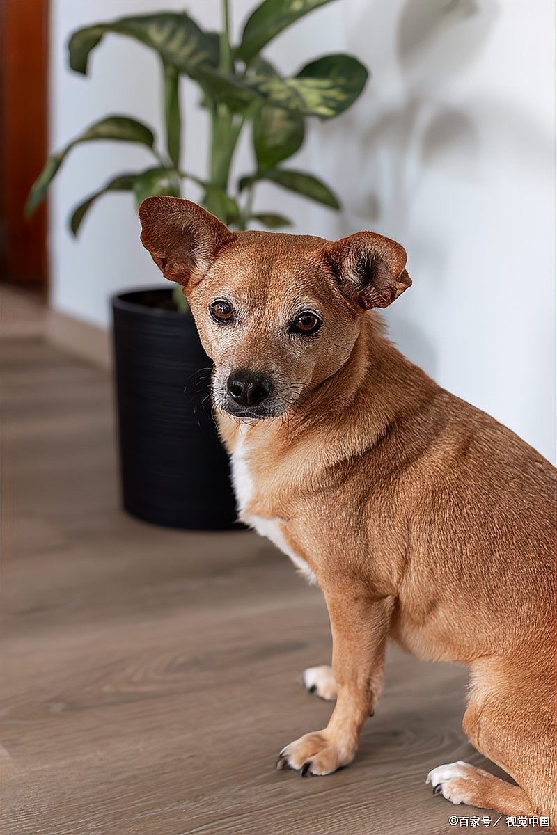 有哪些適合紅龍犬的社交游戲？（5種適合紅龍犬的社交游戲）