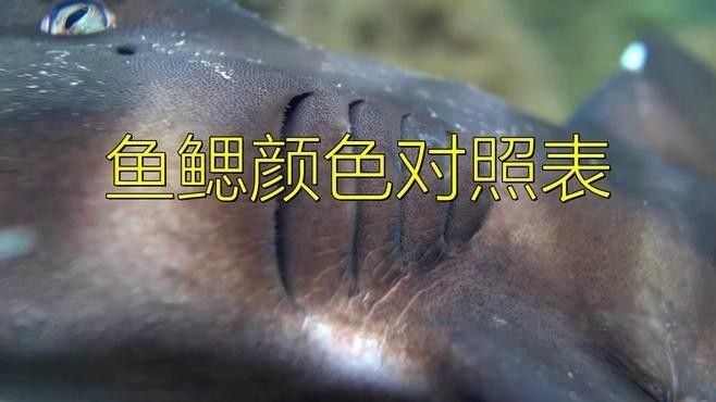 如何判斷橙紅龍魚是否健康（橙紅龍魚是否健康是養魚愛好者關心的問題）