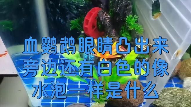 單眼凸出病魚多久會死亡