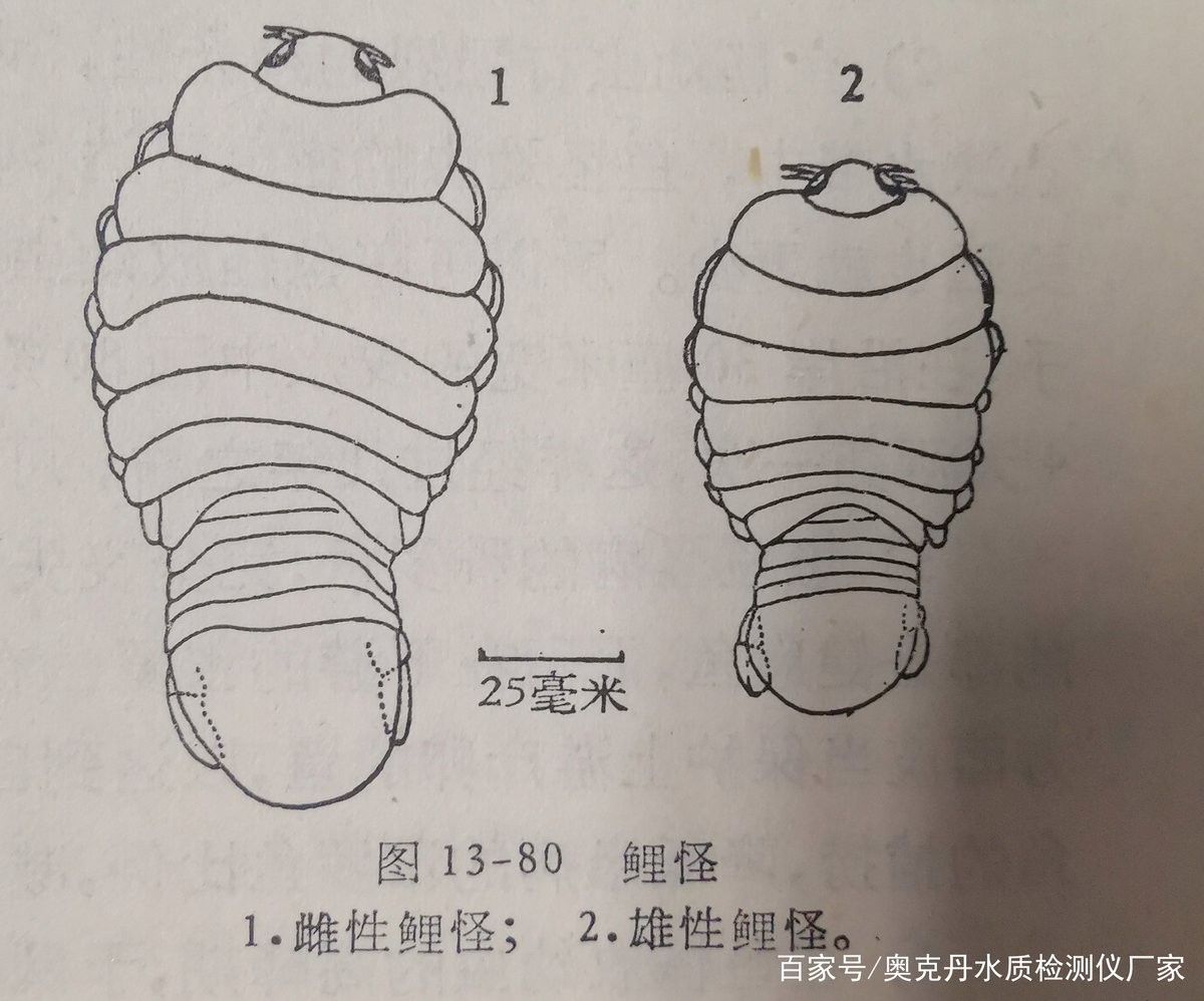 單眼凸出病魚多久會死亡