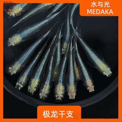 龍魚苗2cm多少人民幣 龍魚苗2cm多少人民幣 觀賞魚百科 第2張