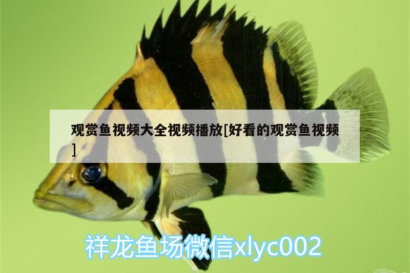 觀賞魚視頻大全視頻播放[好看的觀賞魚視頻]