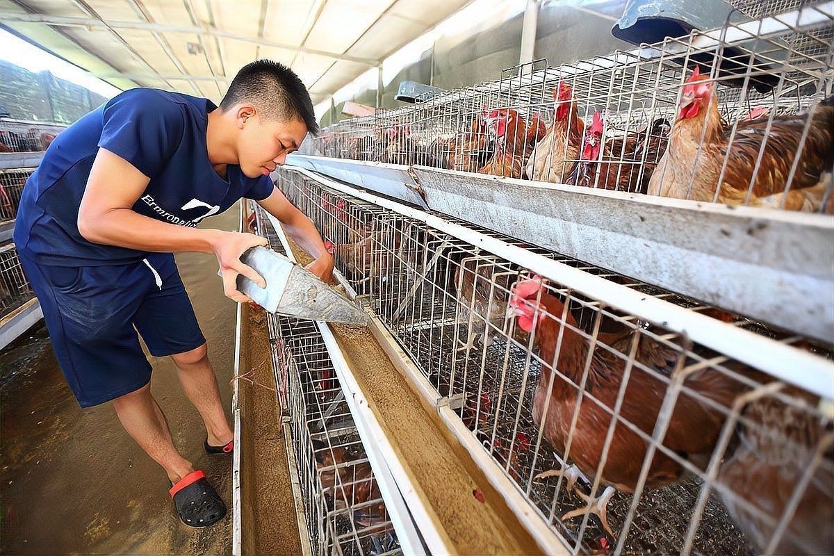 混養初期如何降低領地爭斗風險（養初期動物之間的領地爭斗是一個常見且棘手的策略）