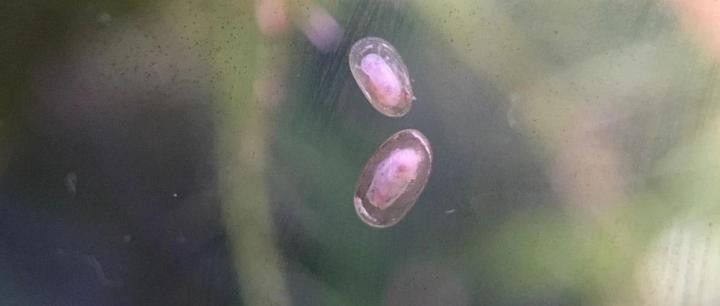 如何判斷龍魚缸內是否爆發蛋白蟲（博物夏季魚缸蛋白蟲頻發掌握這些治理技巧你得知道）