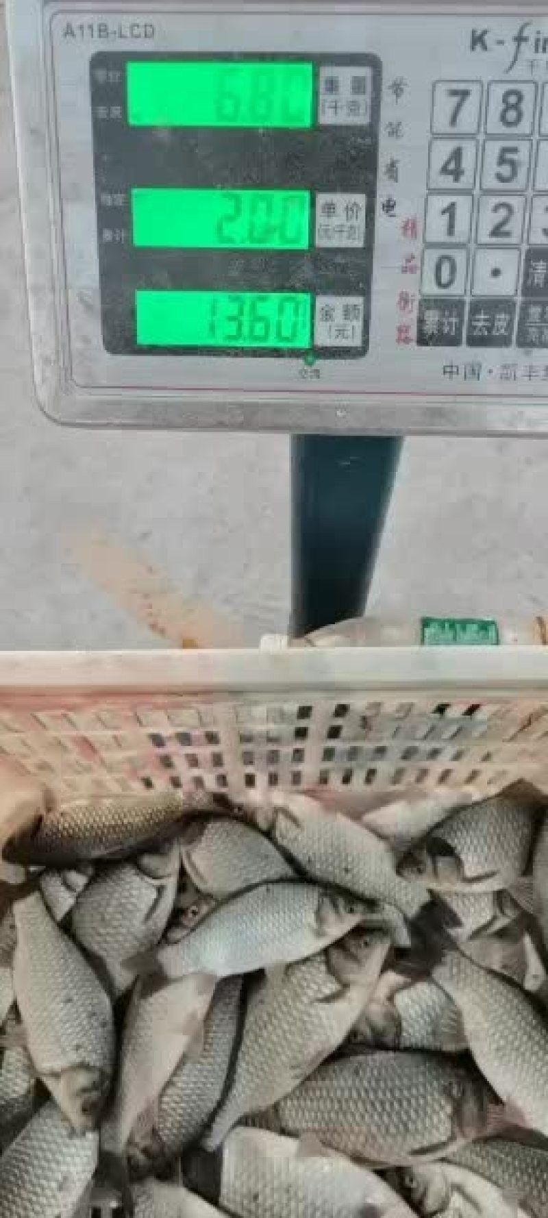 巴中龍魚的價格是多少（巴中龍魚的價格是多少巴中龍魚的價格有望保持穩定或小幅上漲） 巴中龍魚的價格是多少（巴中龍魚的價格是多少巴中龍魚的價格有望保持穩定或小幅上漲） 龍魚百科 第14張