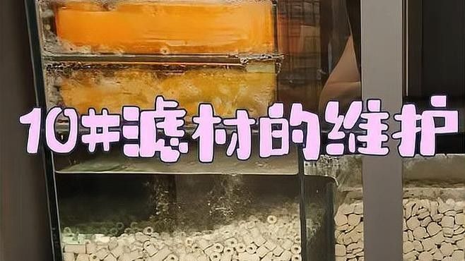 龍魚濾材多久清洗一次？（龍魚濾材的清洗周期）