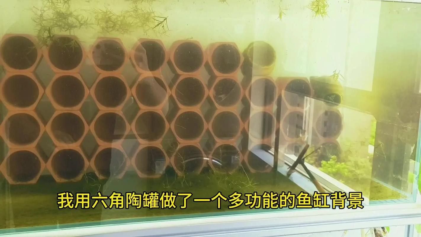 龍魚鱗片縫隙多久能好龍魚鱗片縫隙多久能復發嗎，如何判斷龍魚鱗片縫隙多久能好