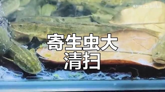 紅眼恐龍魚疾病治療方法