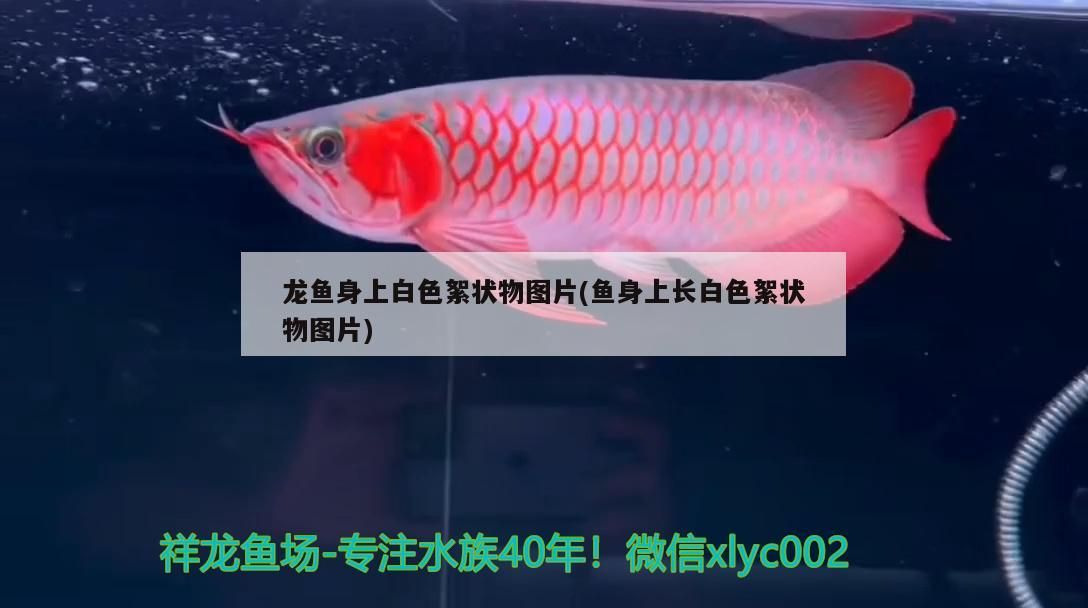 龍魚身上白色絮狀物圖片(魚身上長白色絮狀物圖片)（龍魚身上長白絮狀物怎么辦）