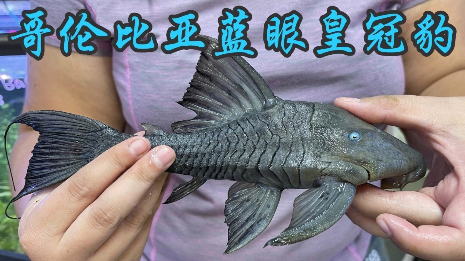 皇冠豹異型魚哪個最好（皇冠豹異型魚哪個好）